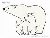 Polar Bear Printable Coloring Pages Templates Color Cub Template Bears Printables Firstpalette Outline Colored Animal Choose Board sketch template