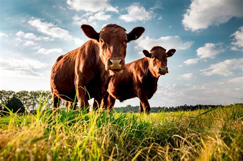 beef cattle industry   great story    climate change agdaily