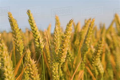 close   wheat stalk stock photo dissolve