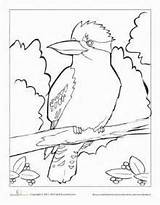 Kookaburra Coloring 82kb 283px sketch template