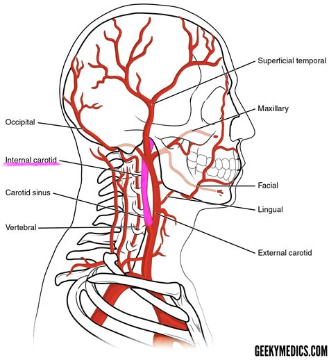 arterial supply   brain circle  willis geeky medics