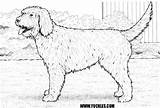 Dog Coloring Pages Goldendoodle Labradoodle Printable Puppy Realistic Tractor Colouring Dogs Kids Cockapoo Discover Drawing Choose Board sketch template