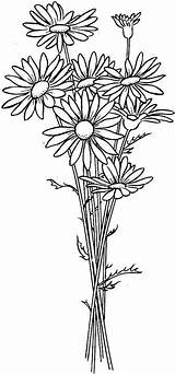 Coloring Flower Pages Flowers Choose Board Drawing sketch template