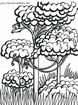 Rainforest Drawing Trees Coloring Getdrawings sketch template