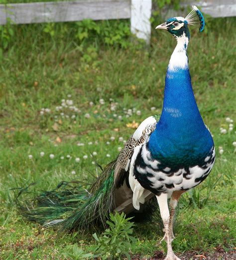 Indian Blue Pied Peacocks And Peahens For Sale Brow Farm Breeding And