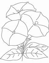 Disegni Colorare Convolvulaceae sketch template