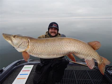 rare feat angler lands   record muskies   day