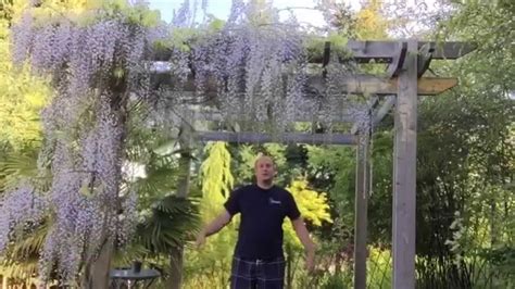 growing wisteria  seed   plant wisteria growing wisteria