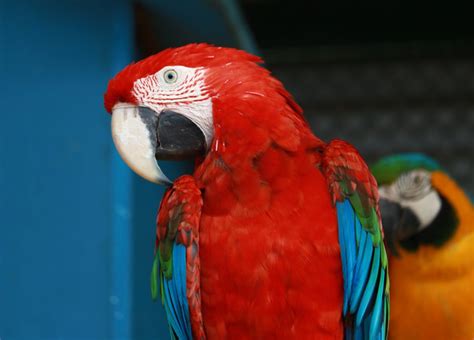 macaw mybird