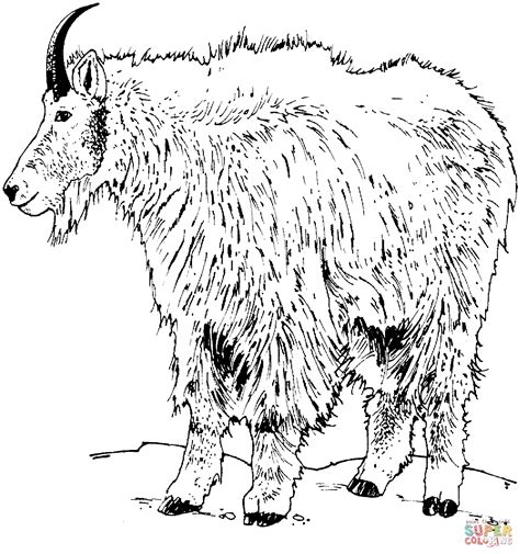 realistic rocky mountain goat coloring page  printable coloring pages