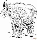 Coloring Goat Mountain Realistic Pages Rocky Goats Printable Pygmy Dot Drawings Drawing Library Clipart Popular Supercoloring Categories sketch template