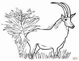 Sable Antelope Coloring Pages Giant Drawing sketch template