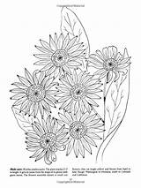 Coloring Flowers Pages Adult Wildflowers Book sketch template