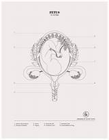 Womb Fetus Uterus Duvet sketch template