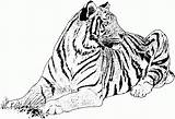Tiger Coloring Pages Printable sketch template