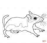 Gerbil Coloring Pages Drawing Color Supercoloring Getdrawings Printable sketch template