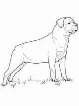 Rottweiler Pitbull Supercoloring sketch template