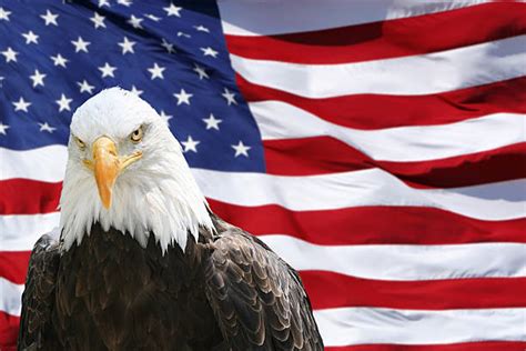 royalty free bald eagle american flag pictures images and