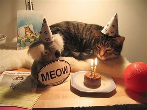 105 Birthday Wishes For Cats Wishesgreeting