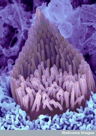 developing  hair cell immature hair bundle    hair cell