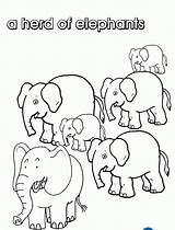 Herd Elephants Coloring Collective Nouns Colouring Clipart Elephant Group Pages Colour Animals Name Print Pod Designlooter Cliparts Collection Library Words sketch template
