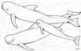Whale Beluga Coloring Pages Whales Marine Drawing Killer Printable Dessin Colorier Animal Sperm Coloriage Small Humpback Animals Swimming Drawings sketch template