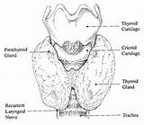 Thyroid Gland sketch template