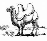 Bactrian Camelus sketch template