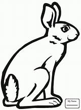 Rabbit Jack Drawing Tailed Coloring Getdrawings sketch template