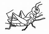 Saltamontes Grasshopper sketch template