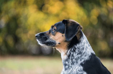 blue tick beagle principales datos  guia descubre el mundo animal
