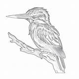 Kingfisher Ibis Mimi sketch template