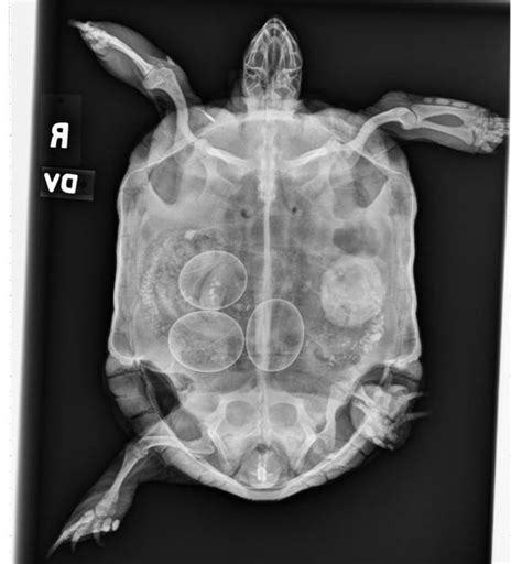 Pregnant Tortoise Buyxraysonline