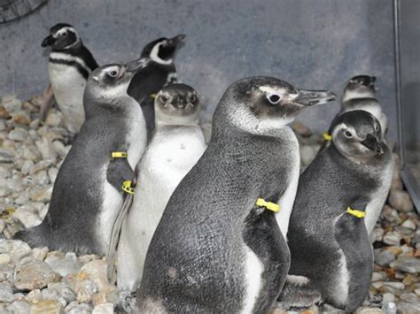 Frio Pinguins Começam A Aparecer No Litoral Catarinense Nesta época