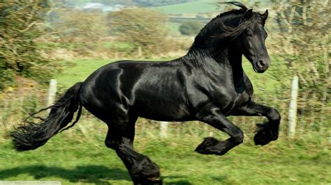 wallpaper black animals running pasture mare  px
