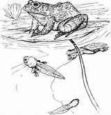 Coloring Tadpoles Tadpole Bullfrog Pond Pages Inn Popular Getcolorings sketch template