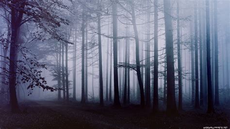 dark forest  wallpapers top  dark forest  backgrounds