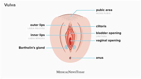 What Does The Inside Of A Vagina Look Like Diagrams And