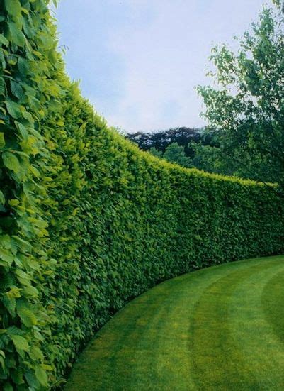 privacy hedges   home depot community hedges landscaping