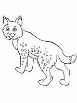 Lynx sketch template