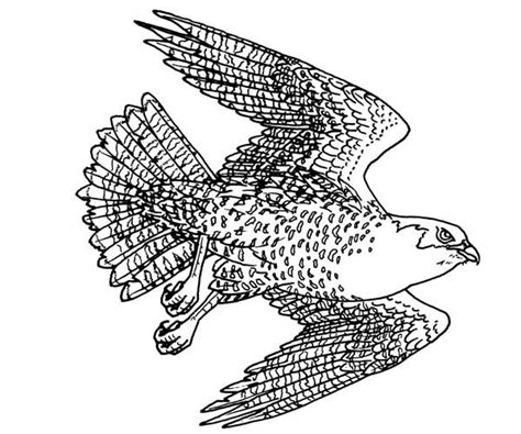 birds  prey coloring pages png  file mockup psd