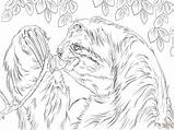 Sloth Coloring Pages Toed Three Eating Sloths Leaves Printable Color Drawing Animal Adult Print Colorings Kids Designlooter Getdrawings Adults Getcolorings sketch template