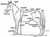 Coloring Horse Parts Body Diagram Kids Pages Label Children Printable Labels Teaching sketch template