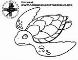 Turtle Coloring Pages Snapping Alligator Arrowhead Color Getcolorings Kids Bridge Drawn sketch template