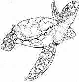 Outline Tortugas Getdrawings Tortoise Eps8 Outlines Colorearimagenes Tortuga Loggerhead sketch template