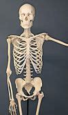 human skeleton wikipedia