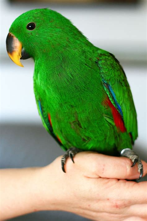 living jungle eclectus parrot