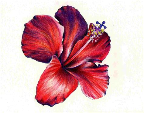 colored pencil flower drawings    clipartmag