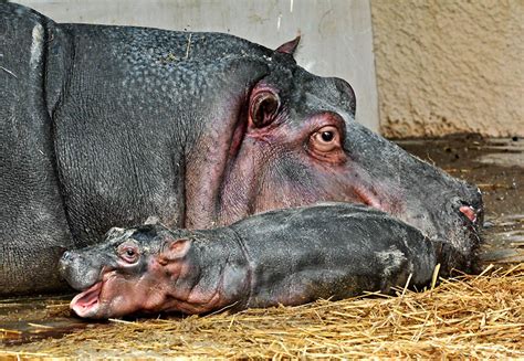 baby hippo born  los angeles zoo offbeat news  news