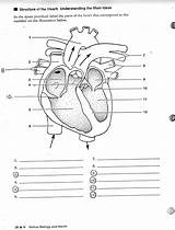 Heart Diagram Blank Human Labels Drawing Unlabeled Worksheet Labeling Anatomy System Unlabelled Label Simple Cliparts Class Circulatory Worksheets Parts Structure sketch template